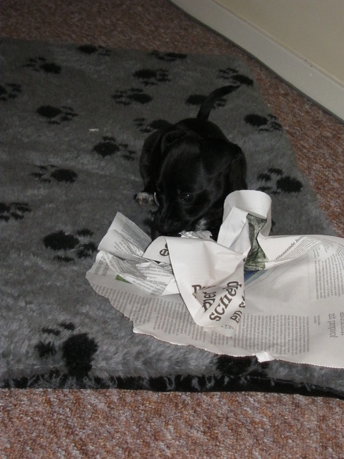 lisa leest graag even de krant