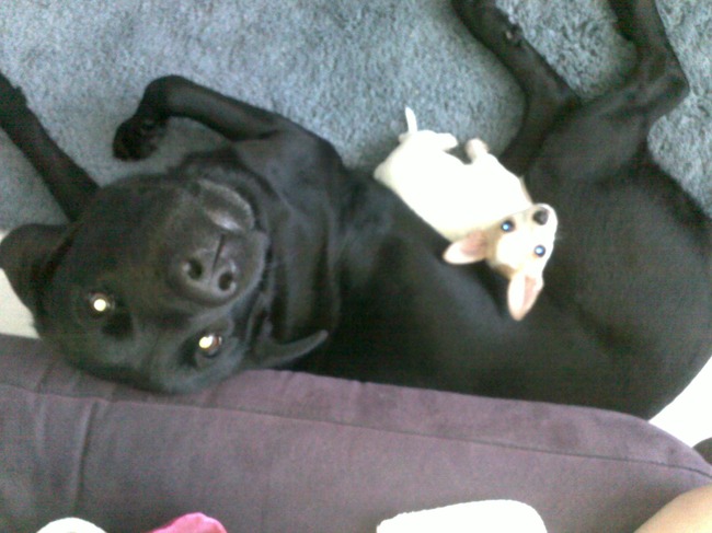 Na een week kennis gemaakt met Raysa, gaat het al helemaal goed tussen deze 2! Shéda is net een moeder voor haar haha!