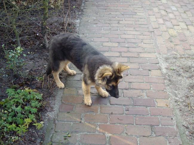 Rosie is hier aan 't buitenspelen, ze was toen ongeveer 5 maanden.