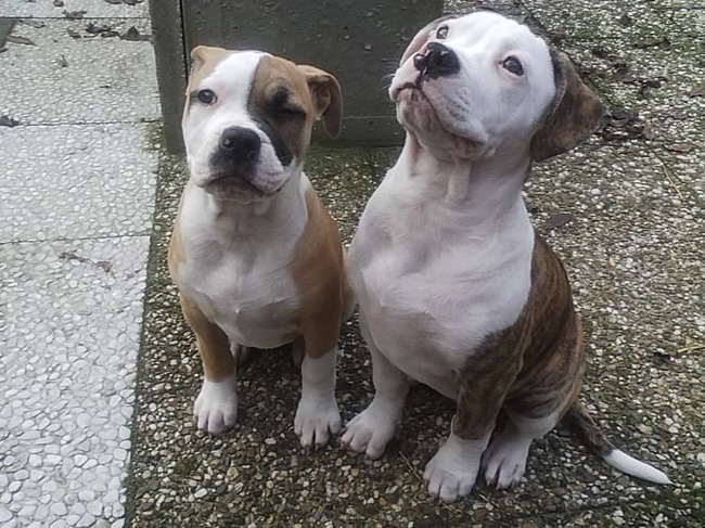 lady & chika zaampjes 