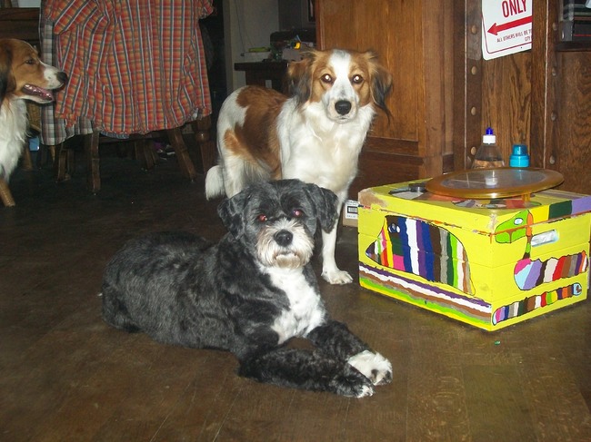 roxie en qwinty (hondje wat ik mag trimmen)