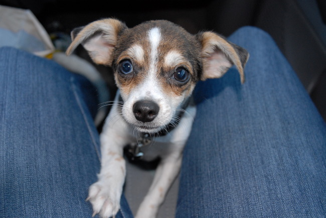 Maar ik wil zooooo graag op schoot .... 