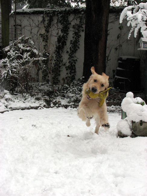 Dobby spelend in de sneeuw in de tuin, Dec 2010.