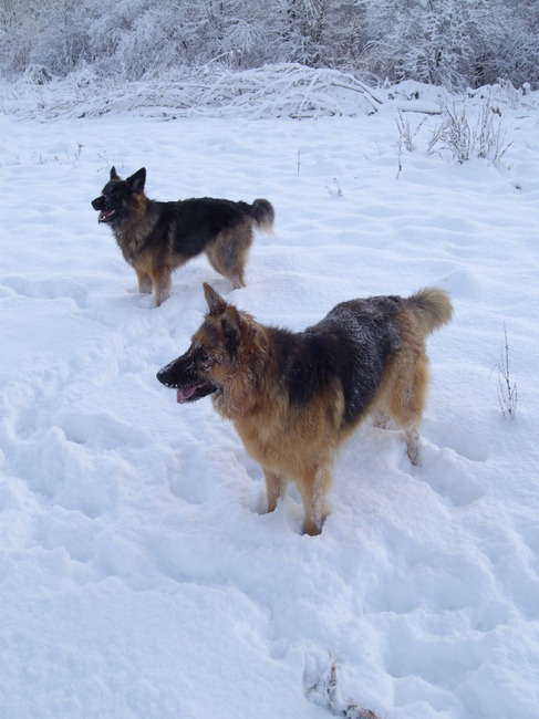 Ziva en Rosie samen in de sneeuw.
(18-12-2010)