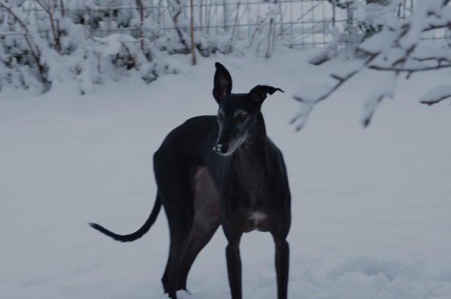 Pixie in de sneeuw