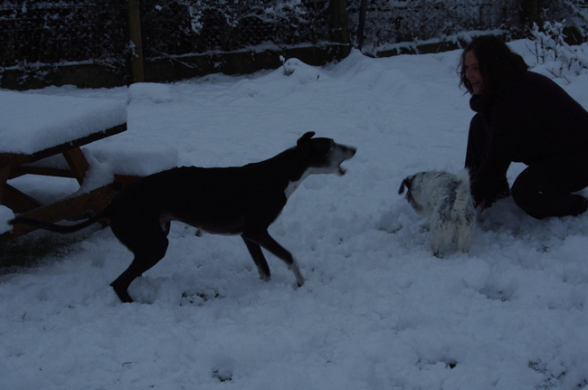 Wolf, Rune en het baasje in de sneeuw