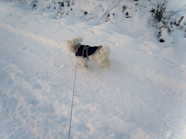 Lekker rennen met mijn baasje!