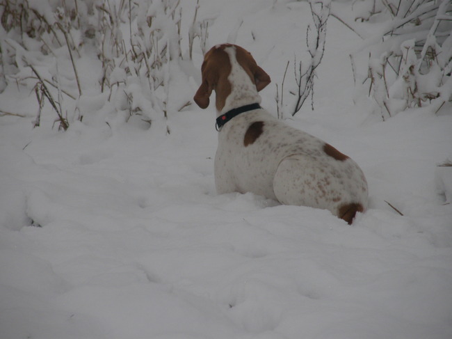liggend in de sneeuw naar hondjes kijken