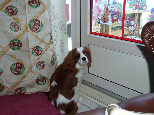 Wat denk je wat mijn baasje aan het doen is ....kijk maar.......