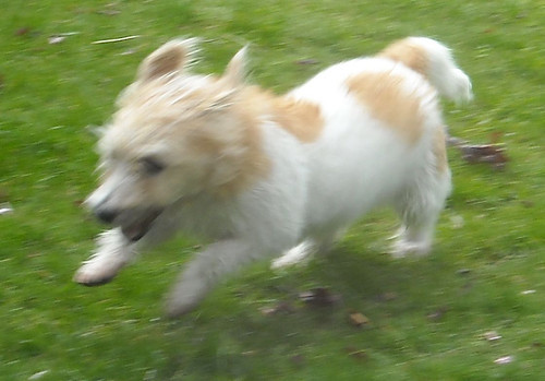 Als mijn baasjes even weg zijn geweest mag ik altijd even rennen op het gras!