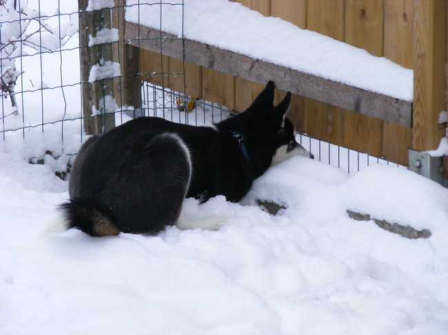 19-12-2010 de konijnen bij de buren bespioneren