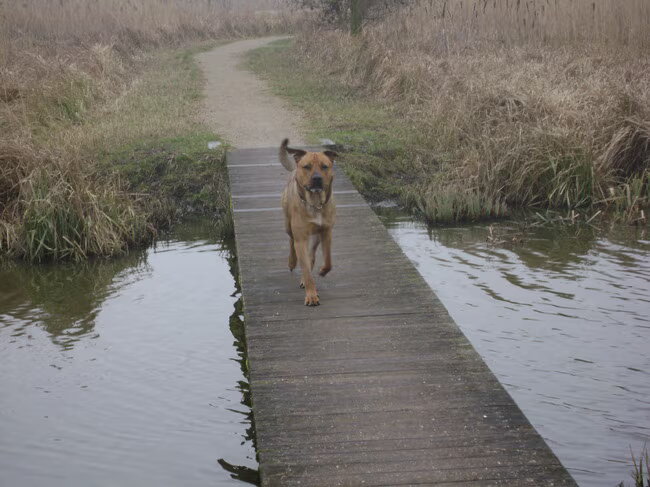 Spikey op de brug