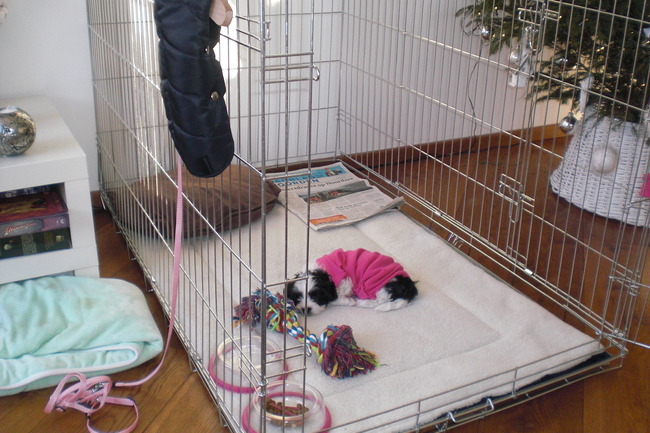 Waarom denkt iedereen dat we een kalfje hebben aangeschaft? Misschien omdat het zo'n grote bench is? Vlinder maakt het in ieder geval niet uit. Heeft ze alle ruimte om lekker te spelen.