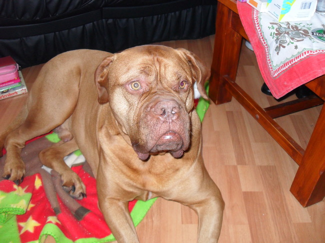 He vrouwtje jullie eten lekkere dingen krijg ik ook wat lekkers hahahahahahaha