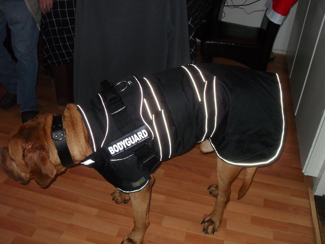 Ik heb van mijn vrouwtje een mooie jas tuig en halsband gehad voor de kerst wat vinden jullie ervan staat me goed he