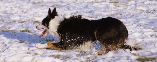 Working Border Collie Pentwyncoch Eagan