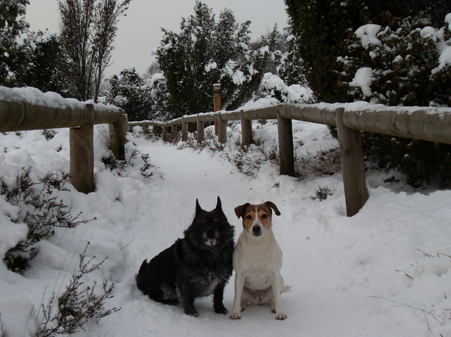 dribbel en loekie id sneeuw (oude hond van mn ouders waar ze 7 jaar bij gezeten heeft)
