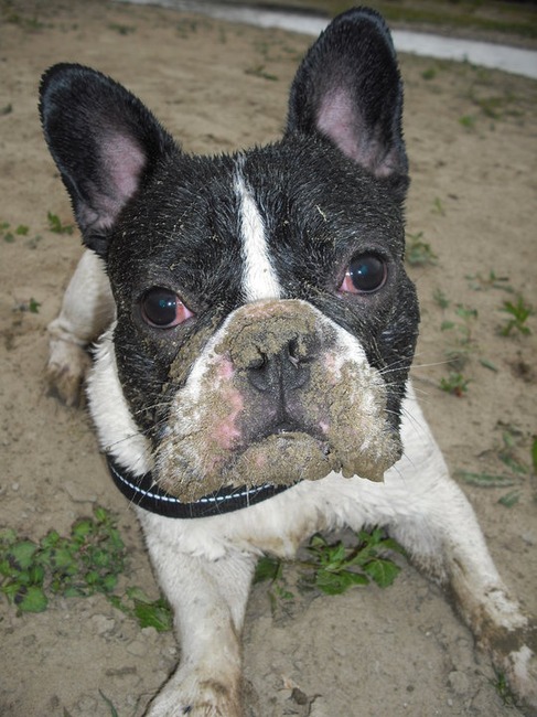 Net lekker in't water geplonst, nu mij even vies maken in het zand! Wat heb ik toch een heerlijk leventje seg! 