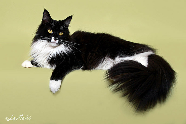 Dasha, mijn fotomodelletje met een heeeeel lang verhaal, Dasha is geboren op 24 december en zou eigenlijk Dasher heten, totdat de fokker er achter kwam dat het geen ventje was!! ze wist zo gauw geen naam dus hebben wij er Dasha van gemaakt.