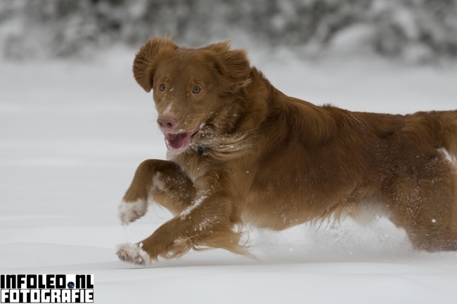 sneeuw december 2010 (www.infoleo.nl)