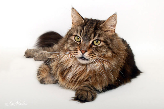 Gizmo maar we noemen hem Momo, hij is een beetje een dommerdje, zo eentje die makkelijk van de bank valt als hij slaapt hihi, Momo wordt 8 januari 11 en is een halfbroertje van Flame.