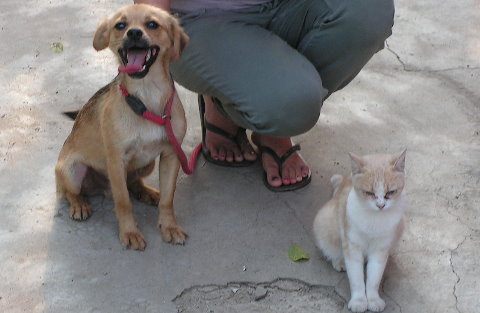 Basco als pup in Roemenië in 't asiel