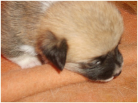 Midas een paar weken oud.