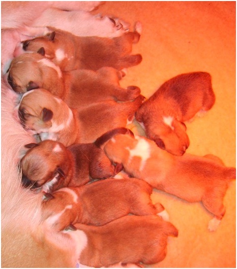 midas bij zijn moeder