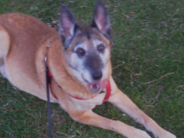 rocky de liefste hond ter wereld