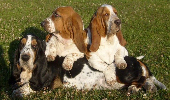 Basset Hounds