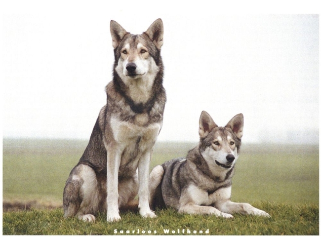 Saarloos Wolfshond