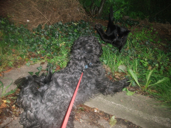 bounty en zijn hekel aan katten