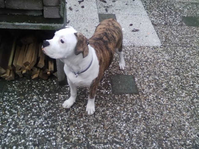 kijken wat lady aan het doen is