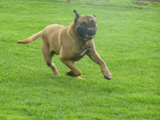 Darko, Dogo Canario reu