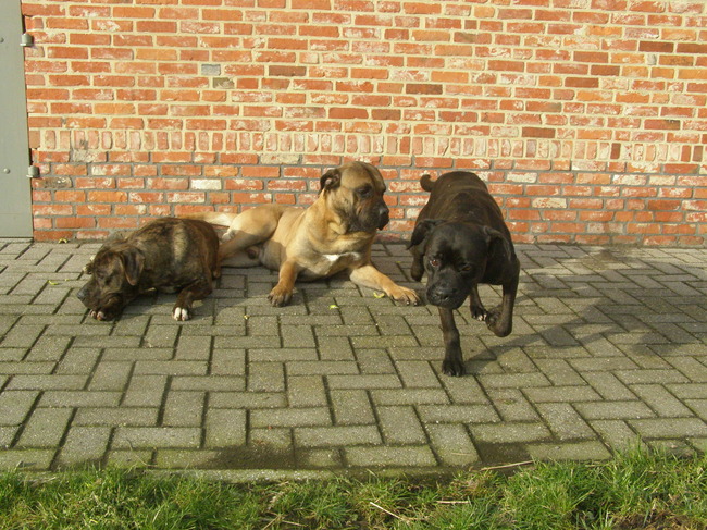 een deel van onze roedel, Guapa (DC teef), Darko (DC reu) en Zena (boxer X rottweiler)