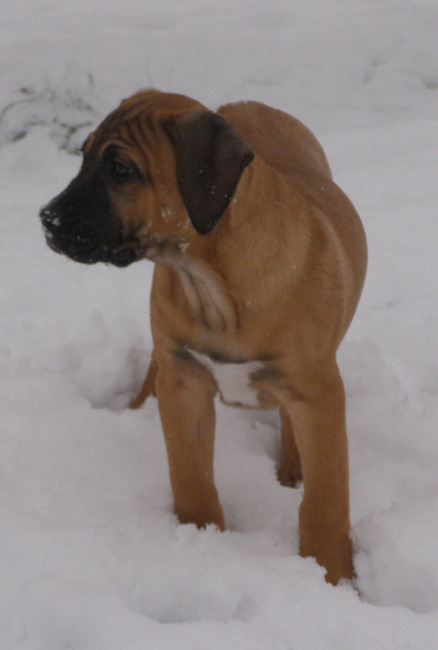 Jarana La Buena Fuerza