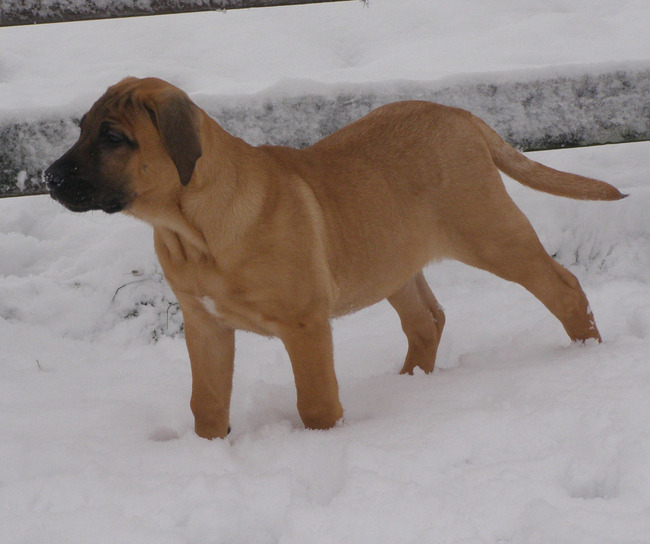 Jelina La Buena Fuerza