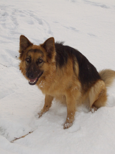 Gaan we verder? Ik krijg een koud achterwerk!(winter 2010)