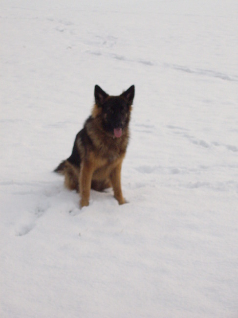Ziva: Kom maar op met die sneeuwballen!
(winter 2010)