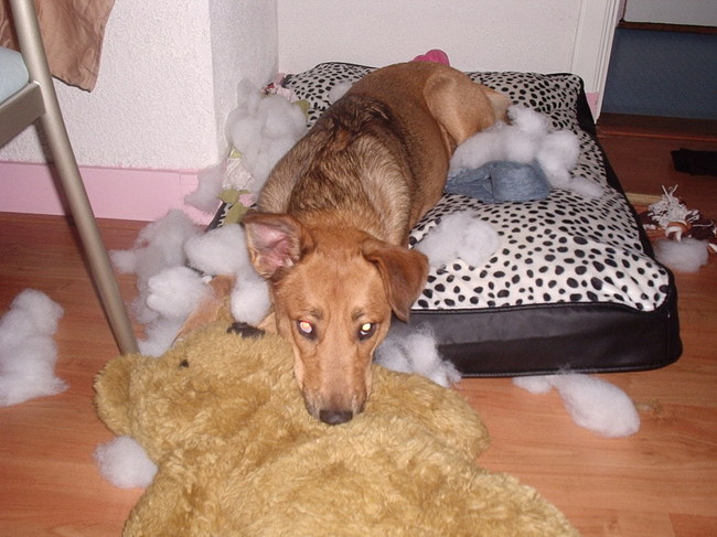 Deze sneeuwstorm was NIET voorspelt.