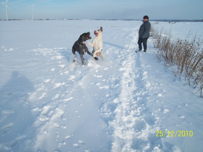 dit zijn de papa en mama van baily in aan het stoeien  in de sneeuw