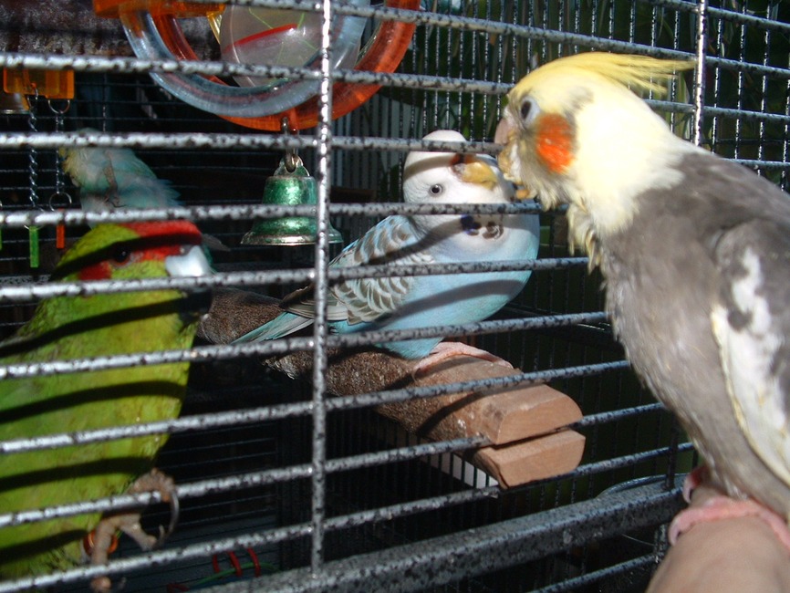 Kakariki Gizmo,Valkparkiet Milou en grasparkiet Misty