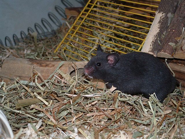 onze hamster Balou