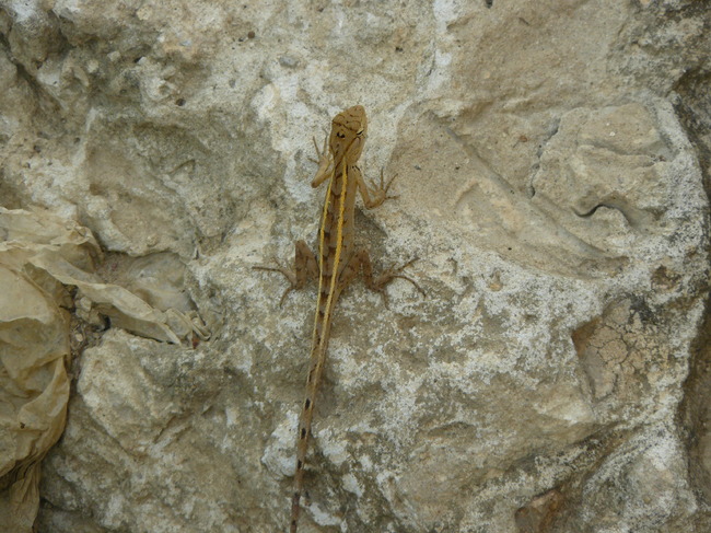 Thailand 2010..deze schatjes zijn je huisgenootjes daar, heel nuttige diertjes