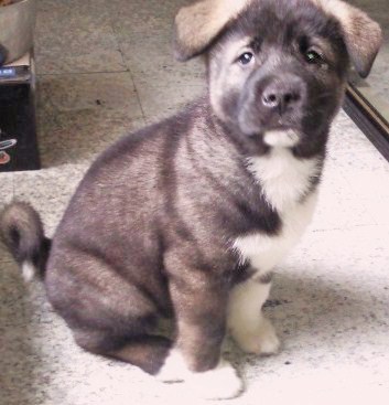 Kysmo 8,5 weken oud prachtige Akita Reu

