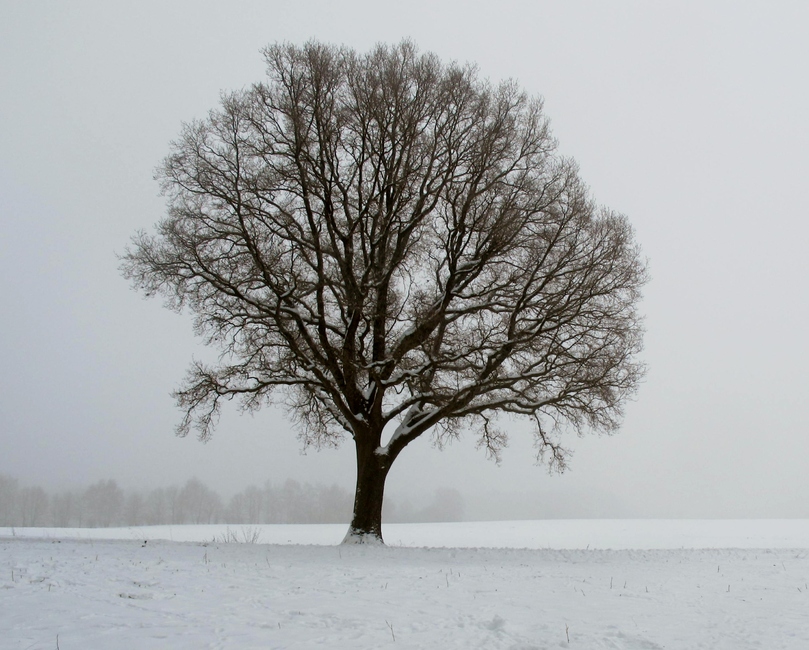 de eenzame boom