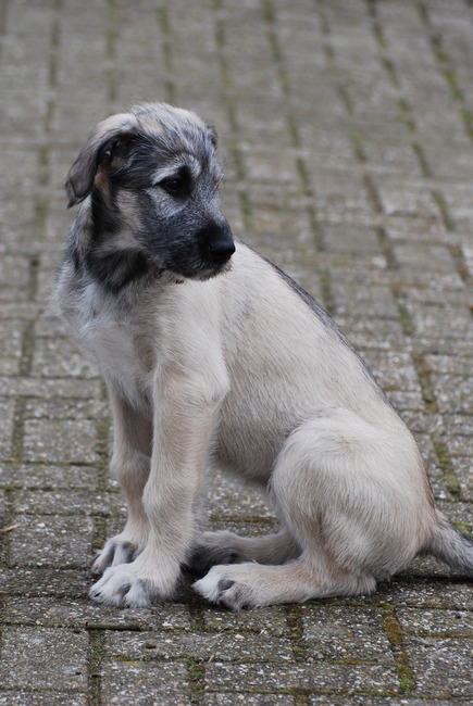 Mijn Ierse Wolfshond als pup. Ik was meteen verliefd op haar.