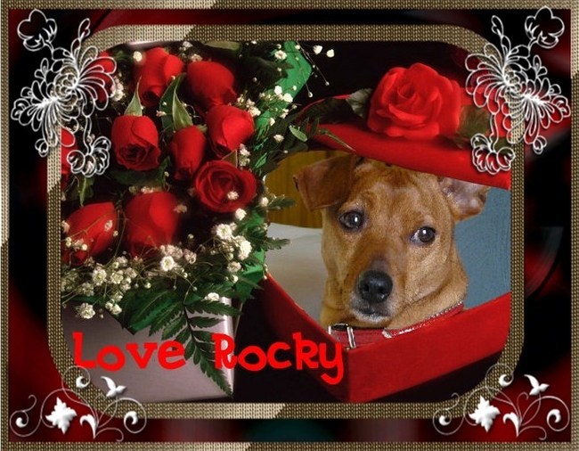 Ons rocky-tje in de bloemekes...bedankt Leony 