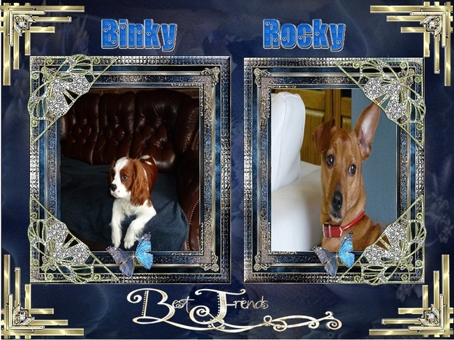 Leony haar hondje Binky samen met onze Rocky..Lief hé !!