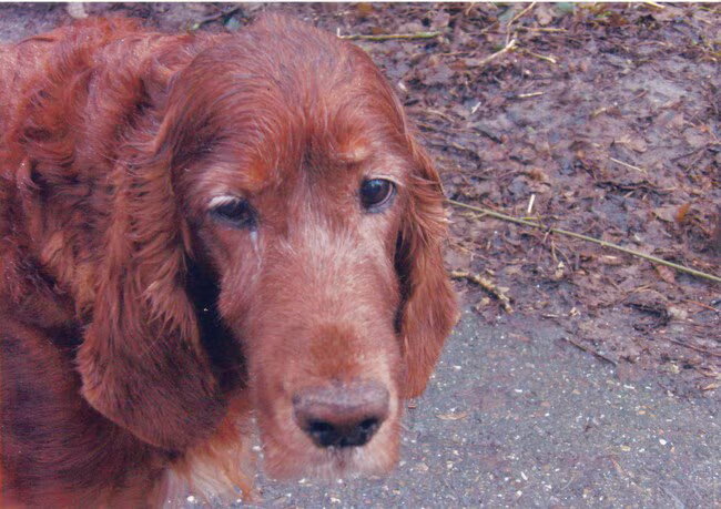 Darla is een Ierse Setter van twaalf jaar en nog redelijk gezond.